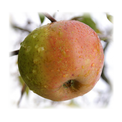 Pomme reinette d'armorique